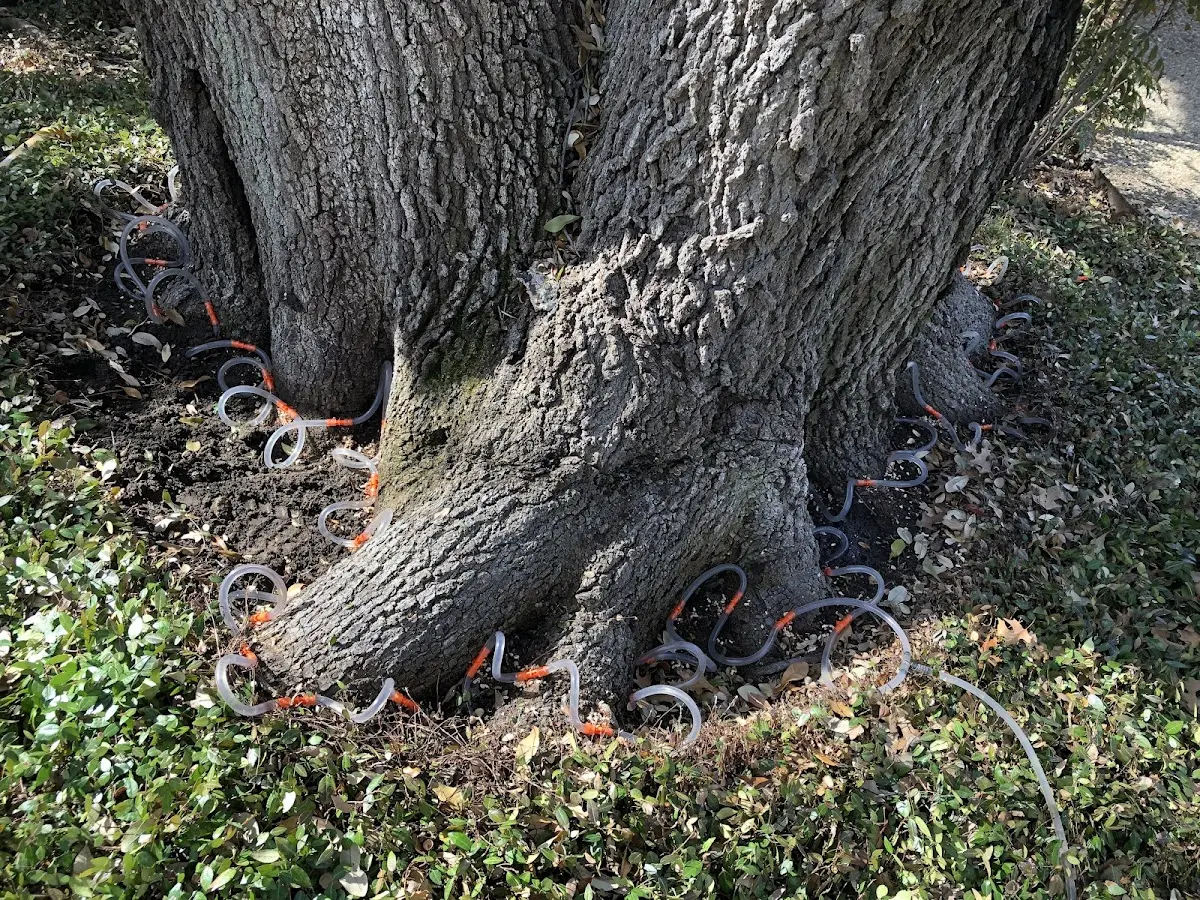 Detailed Tree Cabling and Bracing job site in Harper