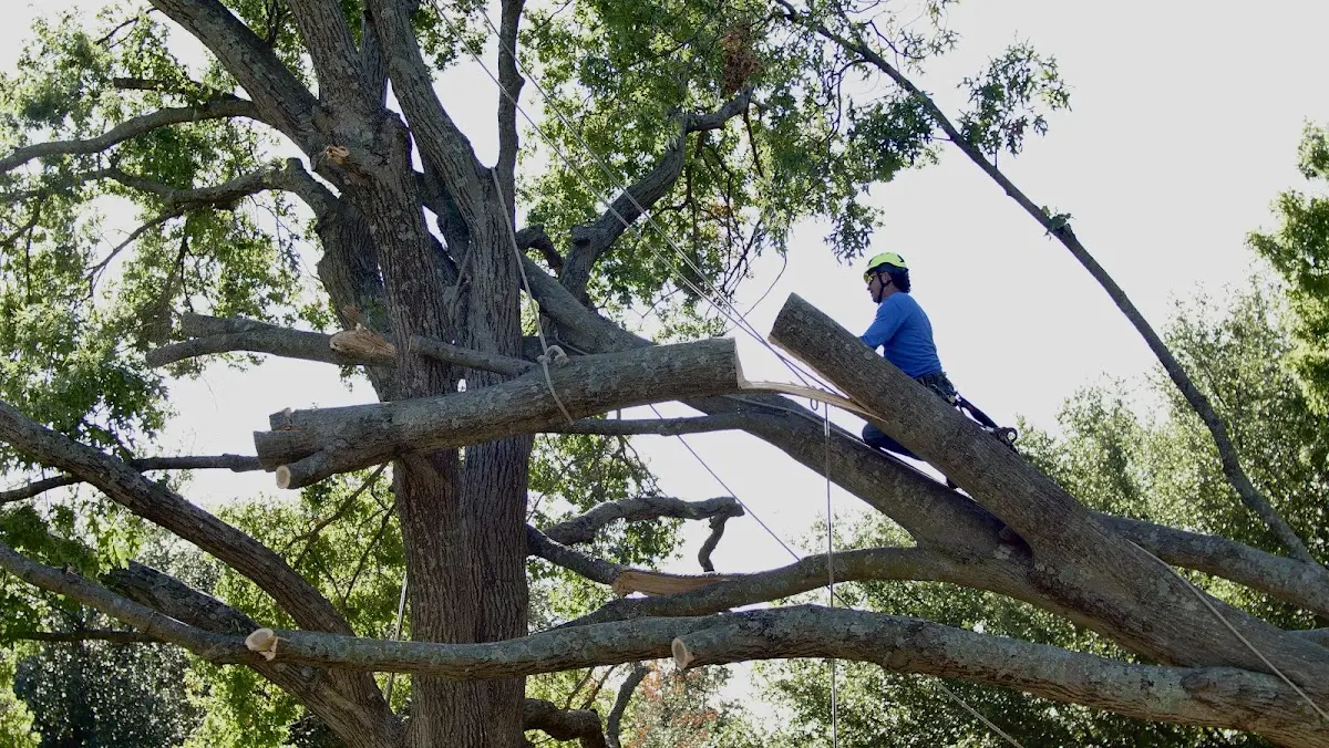 Professional Hazardous Tree Removal performed by certified arborists in Harper