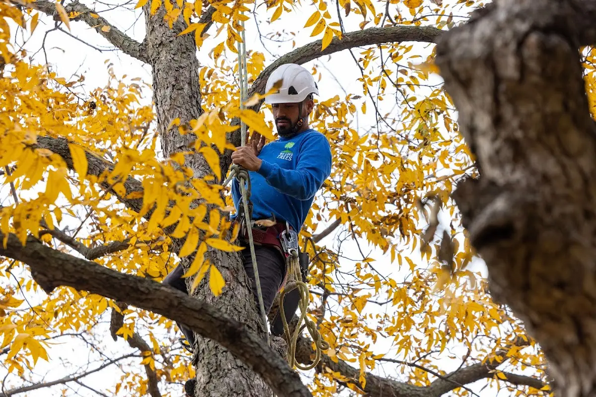 Skilled Emergency Tree Service crew working in Harper